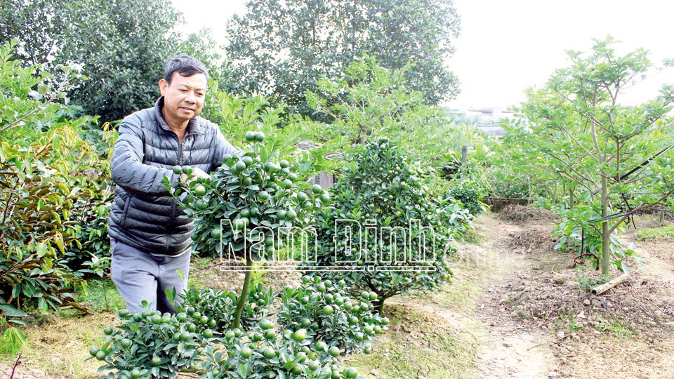 Ông Lại Viết Cường, xóm 8, xã Nam Vân (thành phố Nam Định) chăm sóc vườn cây của gia đình.