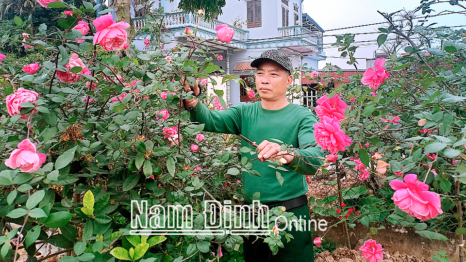 Mạnh dạn trong phát triển kinh tế, hàng năm gia đình anh Bùi Văn Thuận có thu nhập hàng trăm triệu đồng.