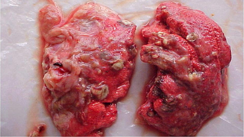 Hạt nấm trên phổi vịt bị bệnh nấm phổi