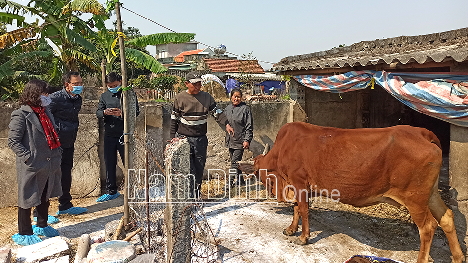 Kiểm tra bệnh viêm da nổi cục trên đàn bò của hộ chăn nuôi xã Hồng Quang (Nam Trực).