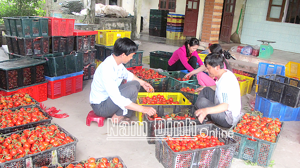 Người dân Thị trấn Quỹ Nhất (Nghĩa Hưng) phân loại cà chua trước khi xuất bán cho thương lái.