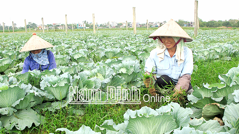 Người dân tìm mua sản phẩm rau sạch của Hợp tác xã dịch vụ nông nghiệp Yên Cường (Ý Yên).