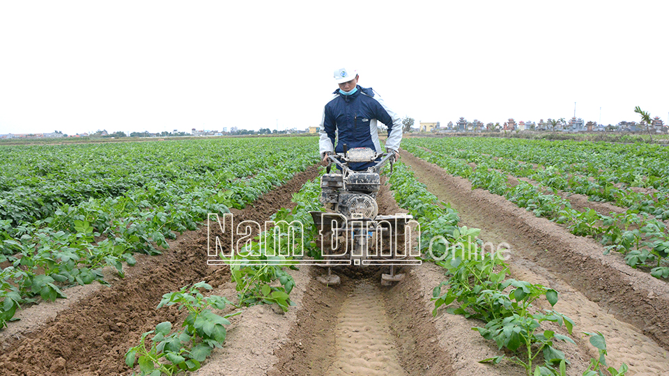 Sản xuất khoai tây sạch bệnh từ nguồn giống khảo nghiệm của Trung tâm Giống cây trồng Nam Định tại HTX Nam Hùng (Nam Trực).