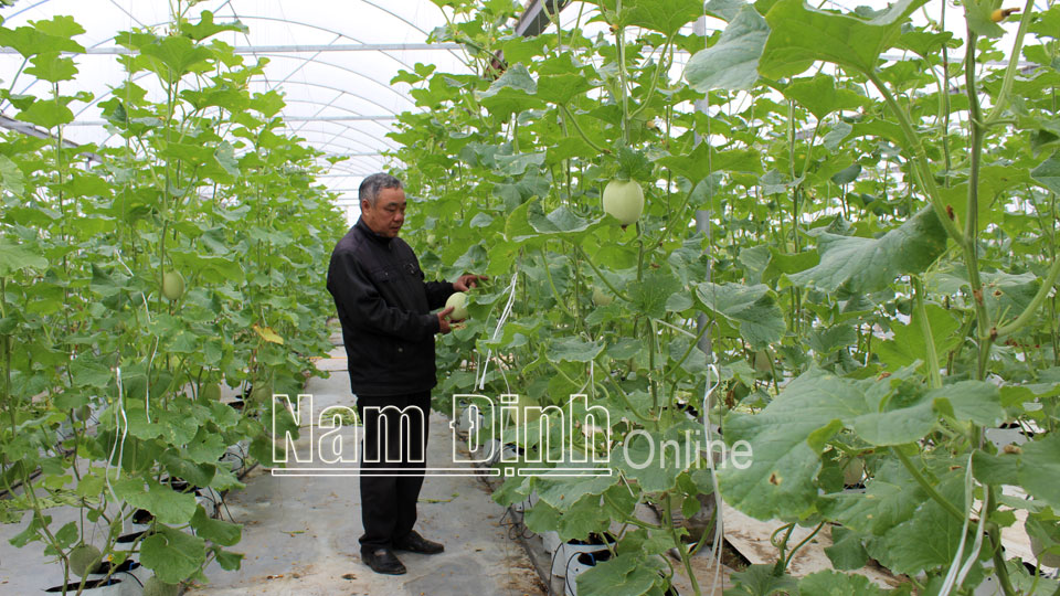 Mô hình trồng dưa lưới công nghệ cao tại xã Xuân Ninh (Xuân Trường).