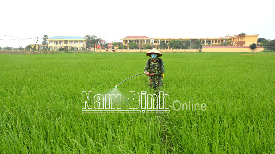 Xã viên HTX dịch vụ nông nghiệp Minh Tân dùng bình phun thuốc trừ sâu bằng điện giúp giảm công lao động trong sản xuất lúa.