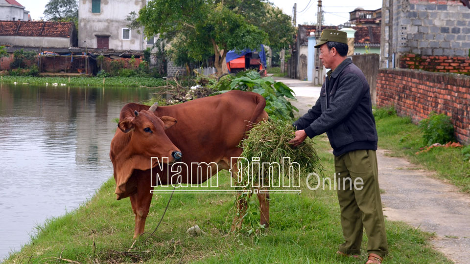 Nhờ chăn nuôi bò sinh sản, nhiều hộ dân ở huyện Vụ Bản đã cải thiện cuộc sống, vươn lên thoát nghèo.