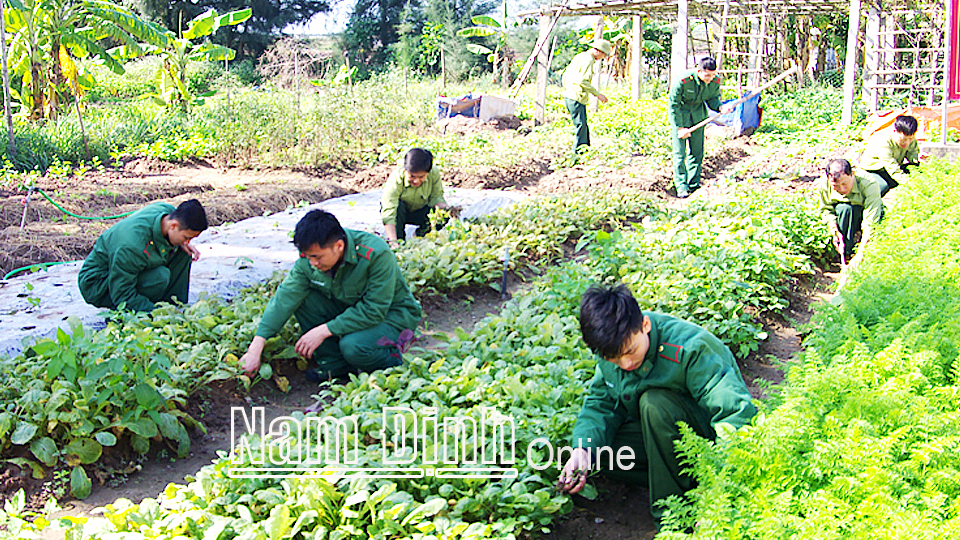 Cán bộ, chiến sĩ Đồn Biên phòng Ngọc Lâm (Nghĩa Hưng) tăng gia sản xuất, trồng rau xanh.
