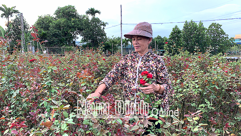Người dân xã Nam Phong (thành phố Nam Định) khai thác hiệu quả quỹ đất phát triển nghề trồng hoa, cây cảnh.