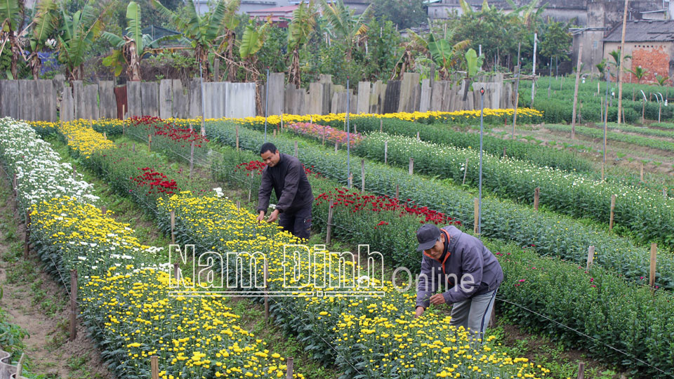 Nông dân xã Kim Thái (Vụ Bản) chăm sóc cây hoa cúc.