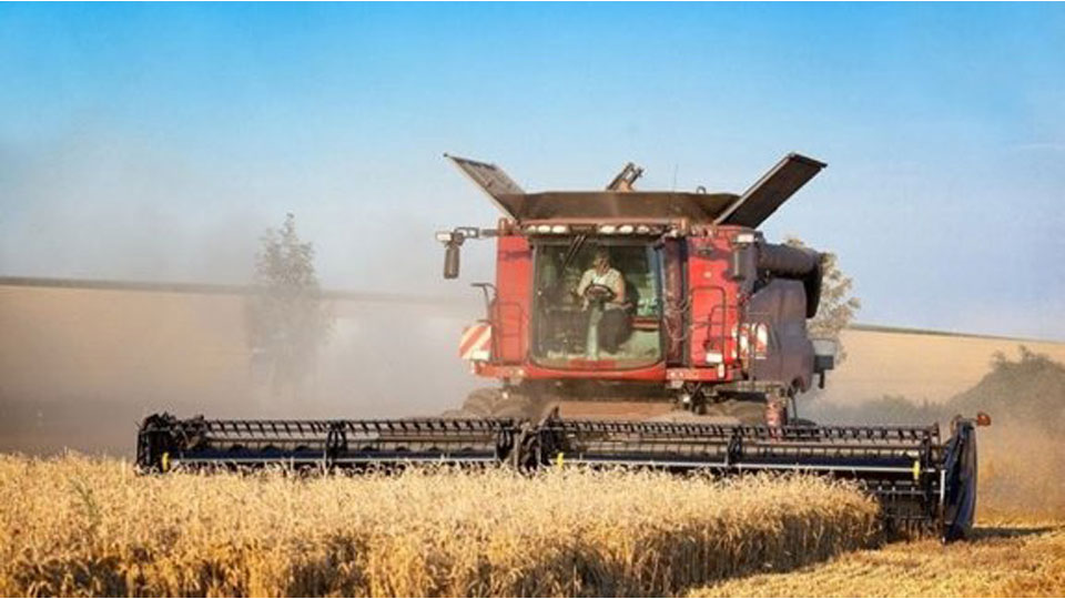 Sản lượng thu hoạch lúa mì của Nga đạt kỷ lục trong năm 2020.  Ảnh: Internet