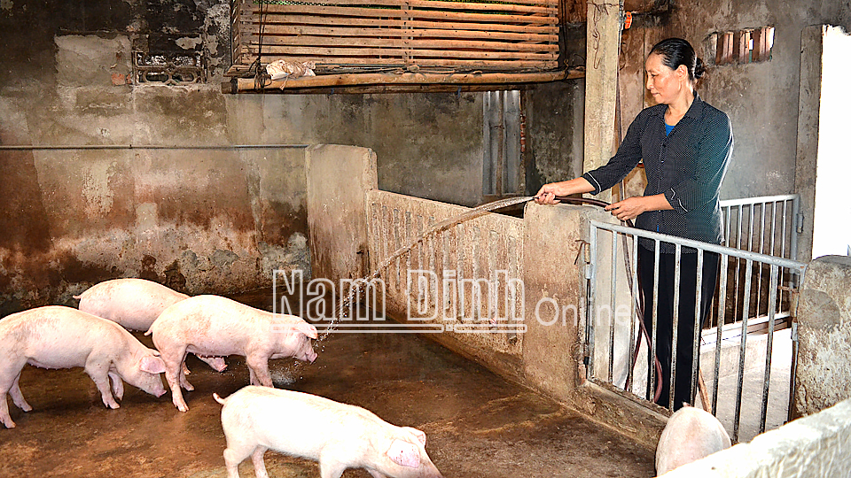 Chăn nuôi lợn quy mô gia trại tại hộ gia đình bà Vũ Thị Đông xóm 7, xã Nghĩa Tân (Nghĩa Hưng).