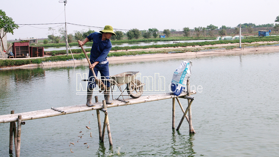Mô hình nuôi cá truyền thống của đảng viên Nguyễn Văn Năm, xã Xuân Vinh (Xuân Trường) cho thu nhập cao 