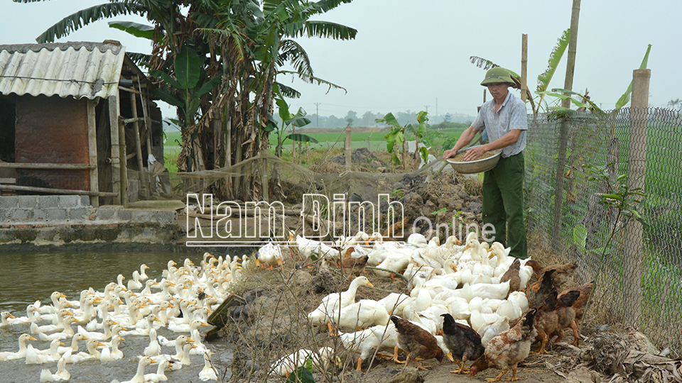 Phát triển chăn nuôi gà, vịt theo mô hình gia trại đem lại nguồn thu nhập ổn định cho gia đình anh Nguyễn Văn Hùng, xã Mỹ Tiến (Mỹ Lộc).