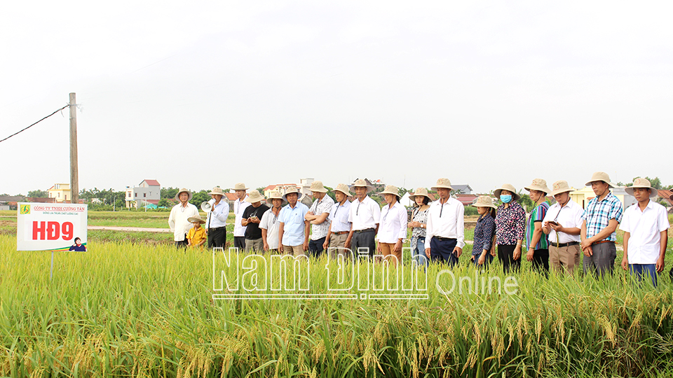 Tham quan mô hình trình diễn giống lúa HĐ9 của Công ty TNHH Cường Tân tại xã Trực Hùng (Trực Ninh).