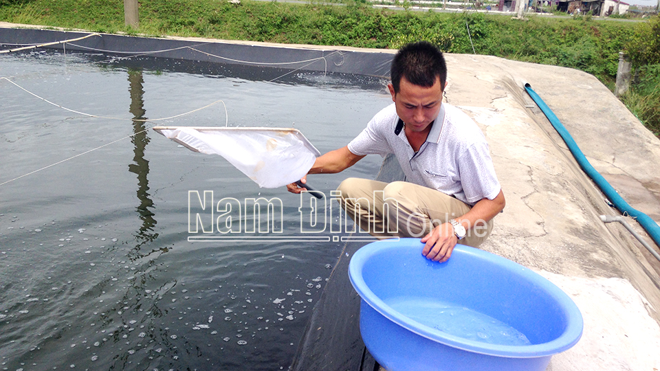 Người dân xã Bạch Long (Giao Thủy) kiểm tra chất lượng thủy sản.