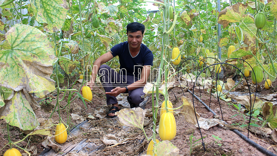 Hội viên nông dân thị trấn Quỹ Nhất (Nghĩa Hưng) với mô hình trồng rau quả sạch cho thu nhập ổn định.