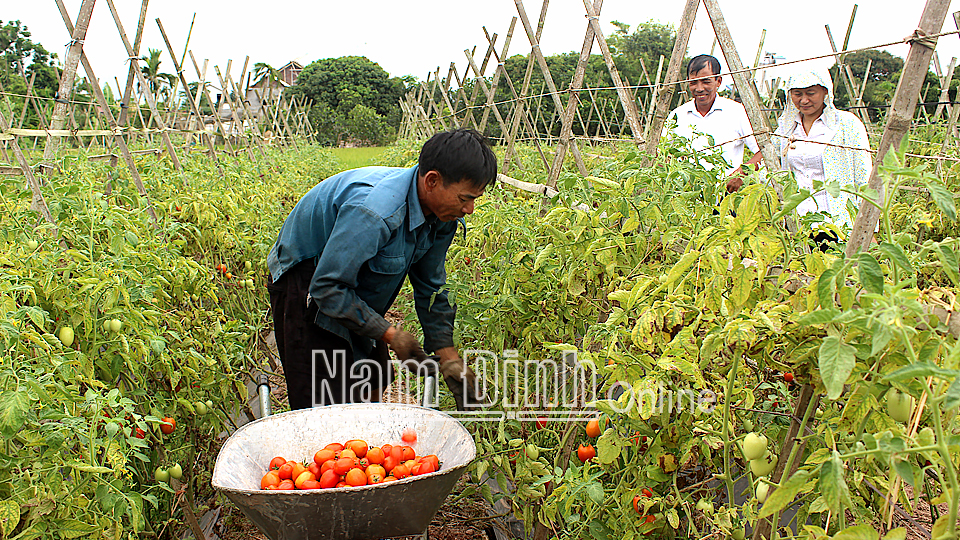 Nông dân xã Nghĩa Tân (Nghĩa Hưng) thu hoạch cà chua vụ đông.