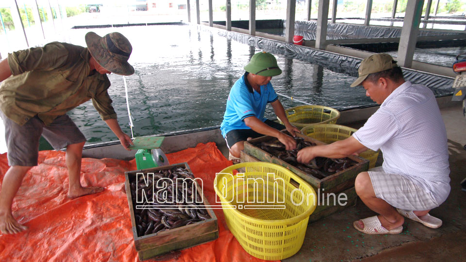 Mô hình nuôi cá bống bớp cho hiệu quả cao của gia đình anh Nguyễn Văn Sơn, khu phố 6, thị trấn Rạng Đông.