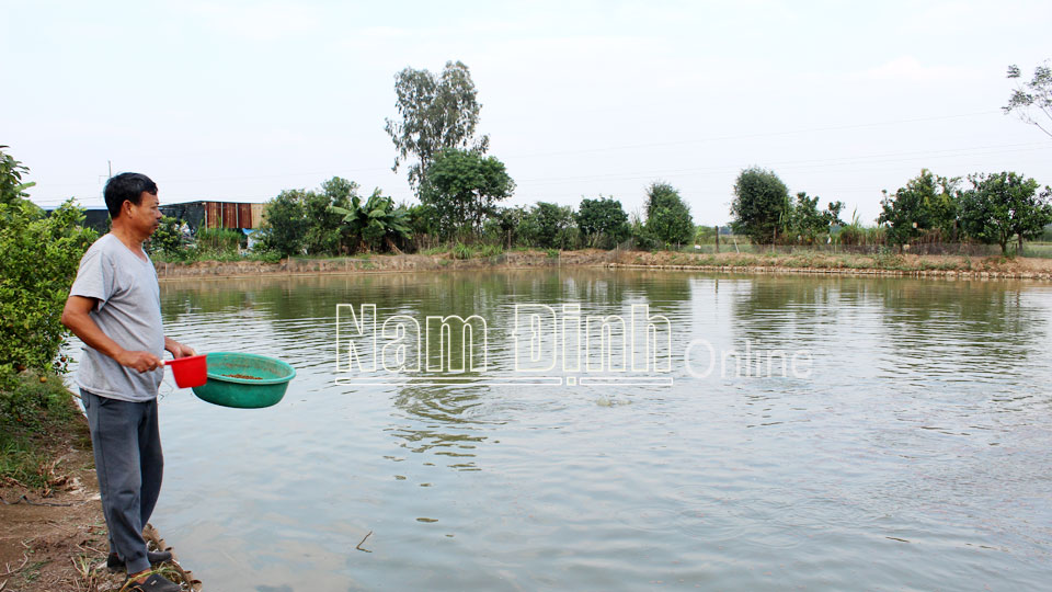 Nông dân xã Nam Vân (thành phố Nam Định) phát triển kinh tế trang trại.