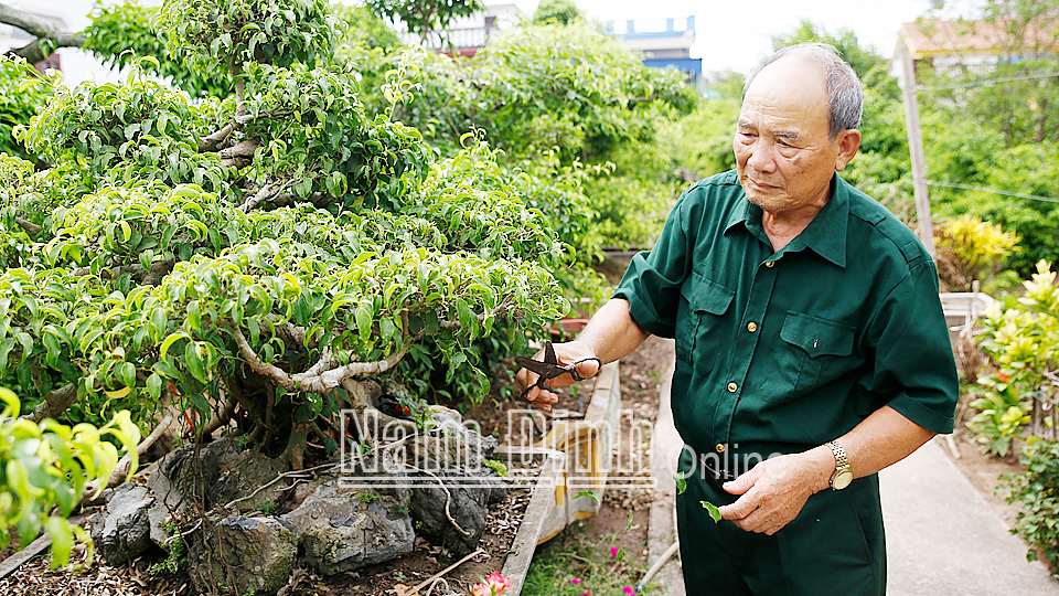 Ông Phạm Ngọc Cầu (81 tuổi), xã Bạch Long (Giao Thủy) bệnh binh mất sức 61% và nhiễm chất độc hóa học Dioxin là tấm gương tiêu biểu về phát triển kinh tế ở địa phương.
