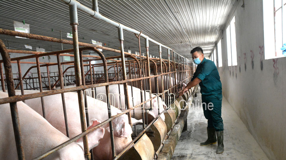 Trang trại chăn nuôi lợn của gia đình anh Bùi Hoàng Huy ở xã Hải Lý (Hải Hậu) thường xuyên duy trì đàn lợn nái để chủ động nguồn cung lợn giống chất lượng phục vụ chăn nuôi lợn thịt.