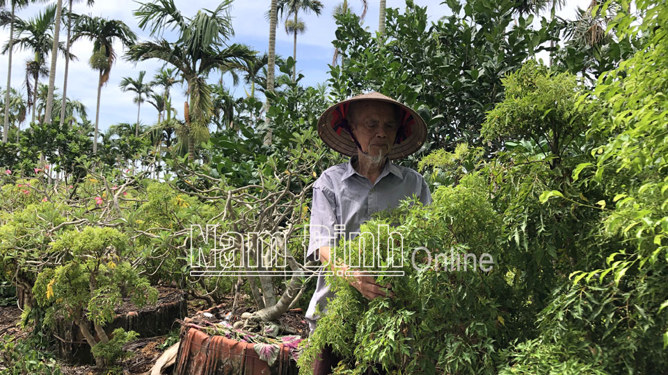 Ông Nguyễn Văn Thọ, xóm 3, xã Trực Thắng (Trực Ninh) chăm sóc cây đinh lăng.