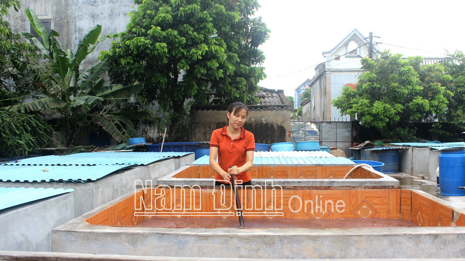 Thành viên tổ hợp tác chế biến nước mắm truyền thống xã Giao Châu (Giao Thủy) sản xuất mắm.