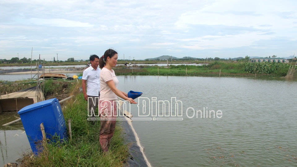 Gia đình anh Phạm Đức Thuần, xã Tân Khánh chăm sóc đàn cá Koi giống.  Bài và ảnh: Nguyễn Hương