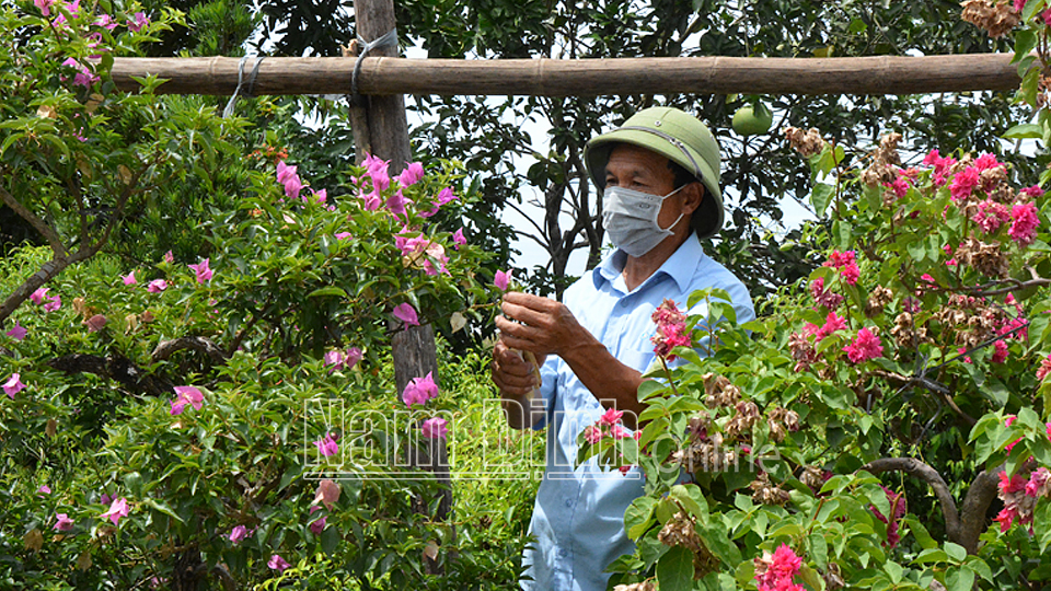 Đảng viên Nguyễn Thanh Bình, xóm Đồng Hưng đã tiên phong gương mẫu, đi đầu trong phong trào cải tạo vườn tạp để trồng hoa, cây cảnh. Ảnh: Khôi Nguyên