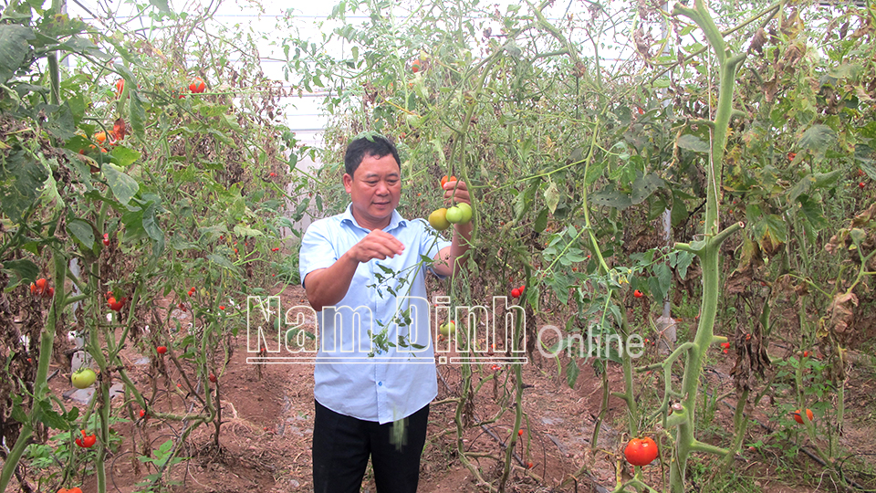 Mô hình ứng dụng nông nghiệp công nghệ cao tại thị trấn Quỹ Nhất (Nghĩa Hưng).  Bài và ảnh: Nguyễn Hương