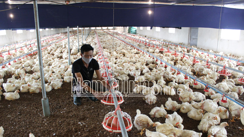 Trang trại chăn nuôi gà đạt tiêu chuẩn VietGAHP tại xã Kim Thái.