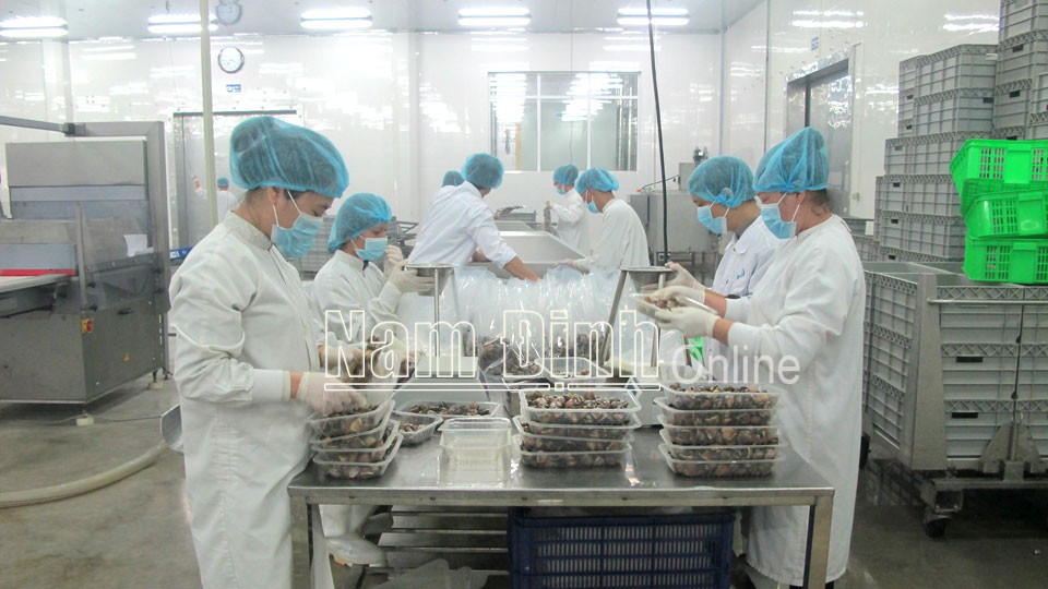 Sơ chế, bảo quản ngao nguyên vỏ trước khi xuất bán ra thị trường tại Công ty TNHH Thủy sản Lenger Việt Nam (thành phố Nam Định).