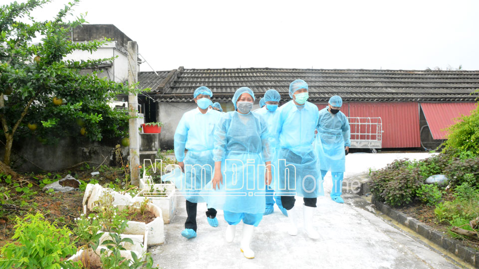 Toàn bộ lối đi vào trang trại chăn nuôi của gia đình chị Nguyễn Thị Thu Hằng, xã Hải Lý đều được rắc vôi bột để khử trùng bảo đảm an toàn cho đàn lợn.