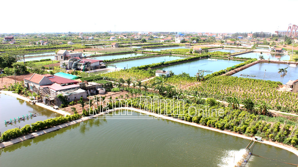 Khu nuôi trồng thủy sản tập trung tại thị trấn Thịnh Long (Hải Hậu).  Ảnh: Lam Hồng