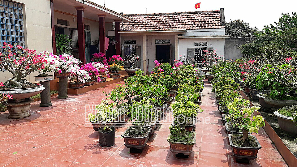 Vườn hoa, cây cảnh của gia đình ông Bùi Quang Thanh, đội 13, xã Nghĩa Bình (Nghĩa Hưng).