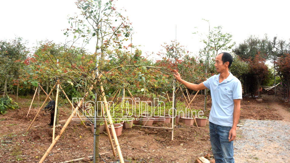 Mô hình trồng hoa hồng trên vùng đất chuyển đổi của gia đình anh Nguyễn Văn Thái, xóm 1 mang lại nguồn thu nhập ổn định.