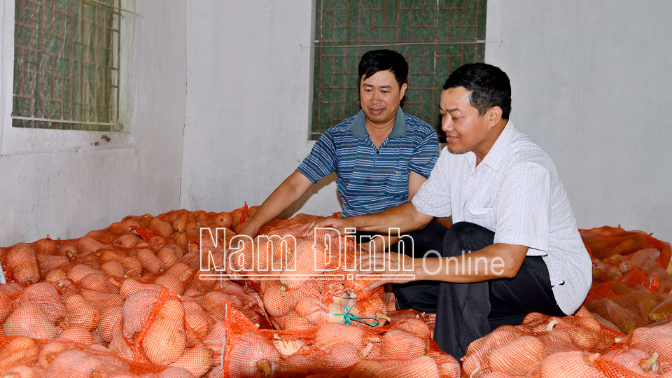 Kiểm tra, phân loại bí ngô sản xuất hữu cơ tại xã Yên Cường trước khi xuất bán (Ảnh chụp trước ngày 27-4-2021).