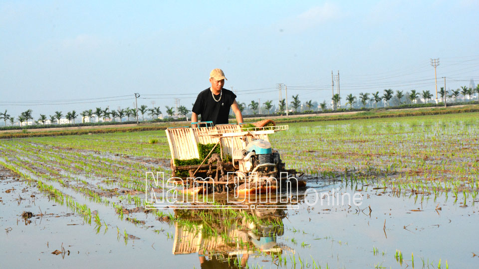 Công ty TNHH Toản Xuân liên kết với các HTX, nông dân sản xuất lúa hàng hóa mang lại nguồn thu cao, ổn định (Trong ảnh: Cấy lúa mùa bằng phương thức “máy cấy, mạ khay” ở xã Xuân Ninh, huyện Xuân Trường).