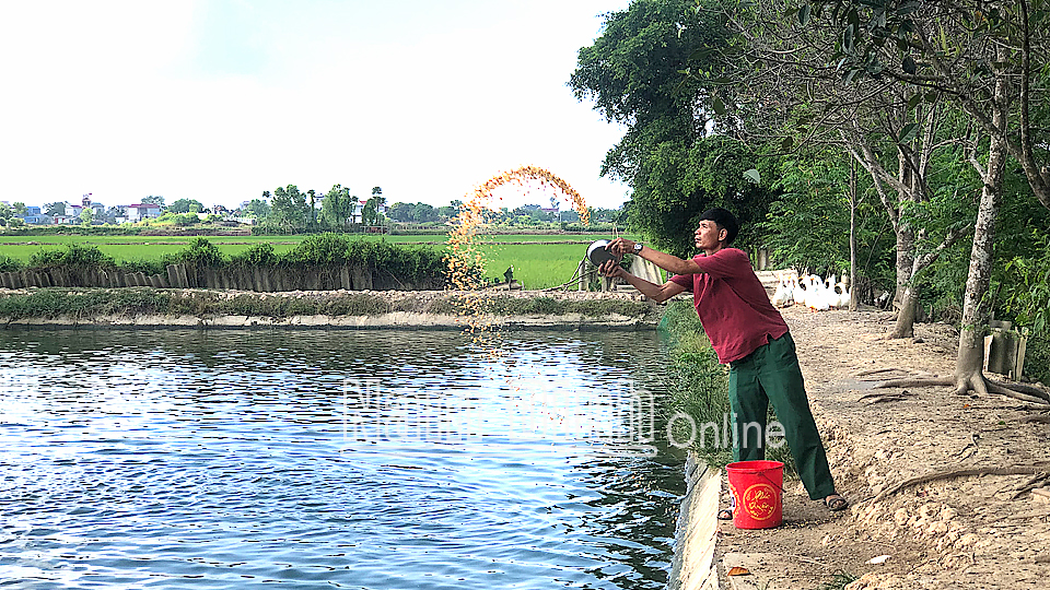 Cựu chiến binh Lê Văn Khiêm, thị trấn Mỹ Lộc (Mỹ Lộc) chăm sóc đàn cá truyền thống.