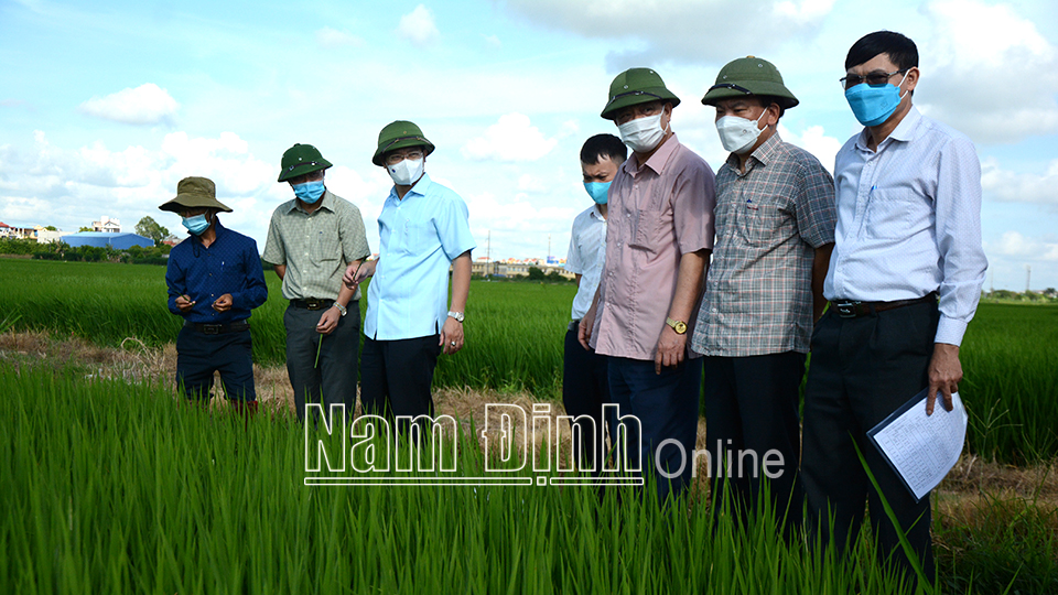 Đồng chí Trần Anh Dũng, Phó Chủ tịch Thường trực UBND tỉnh kiểm tra tình hình sâu bệnh hại lúa tại xã Trung Đông (Trực Ninh). 