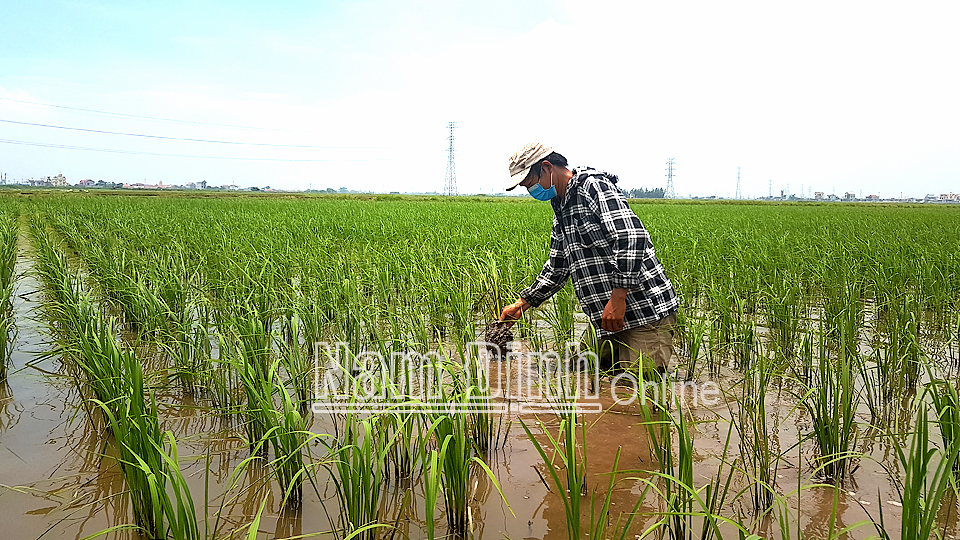 Anh Lương Văn Quý kiểm tra chăm sóc cánh đồng lúa của gia đình.