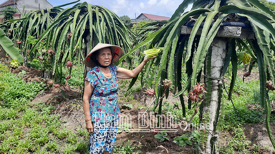Bà Đỗ Thị Loan, xóm 5, xã Nghĩa Phú chăm sóc vườn thanh long.