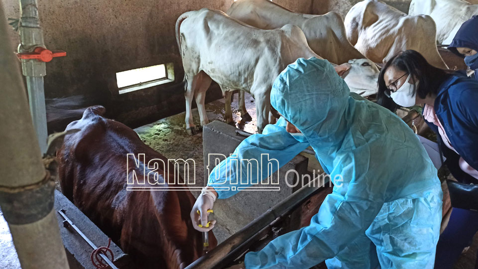 Cán bộ thú y huyện Hải Hậu tiêm vắc-xin phòng bệnh viêm da nổi cục cho bò ở xã Hải An.