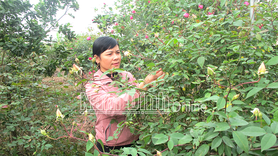 Thu hái nguyên liệu chế biến nụ hoa hồng sấy khô tại trang trại Hiền Thục, xã Trực Thái (Trực Ninh).  Bài và ảnh: Nguyễn Hương
