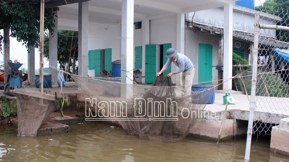 Thu hoạch cá tại HTX sản xuất, kinh doanh dịch vụ nuôi trồng thủy sản Xuân Hòa.
