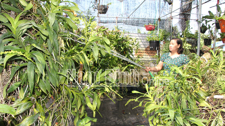 Gia đình chị Đỗ Thị Hương, xóm Hồng Đoàn là hộ sản xuất, kinh doanh giỏi cấp huyện với mô hình trồng hoa lan.
