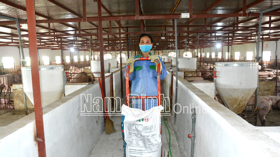 Trang trại nuôi lợn theo công nghệ chuồng kín của chị Nguyễn Thị Thùy Linh, xã Xuân Thủy (Xuân Trường).