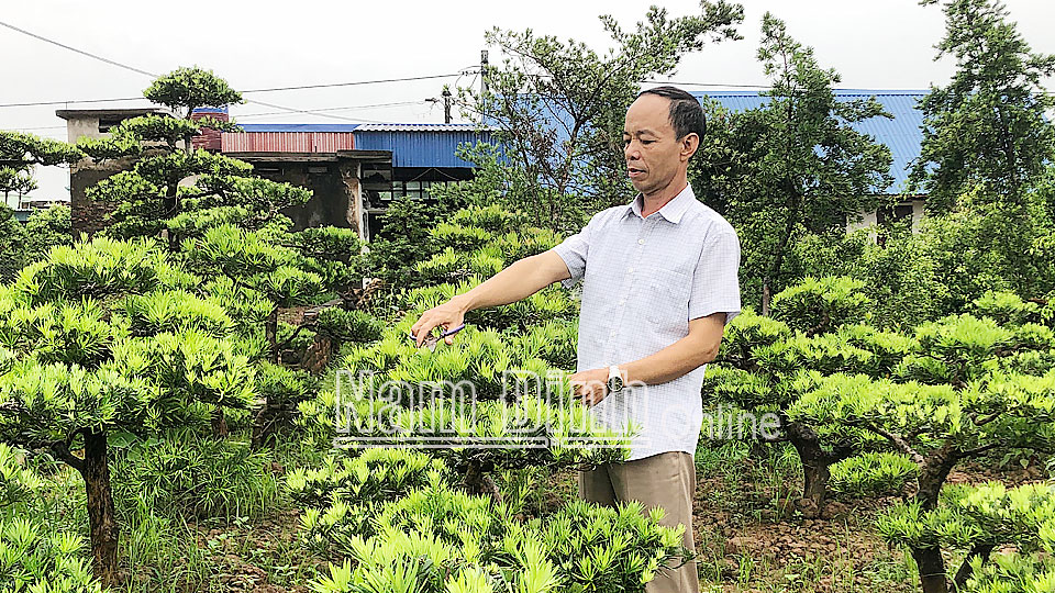 CCB Trương Đức Hiến, xóm 15, xã Điền Xá (Nam Trực) chăm sóc vườn cây của gia đình.