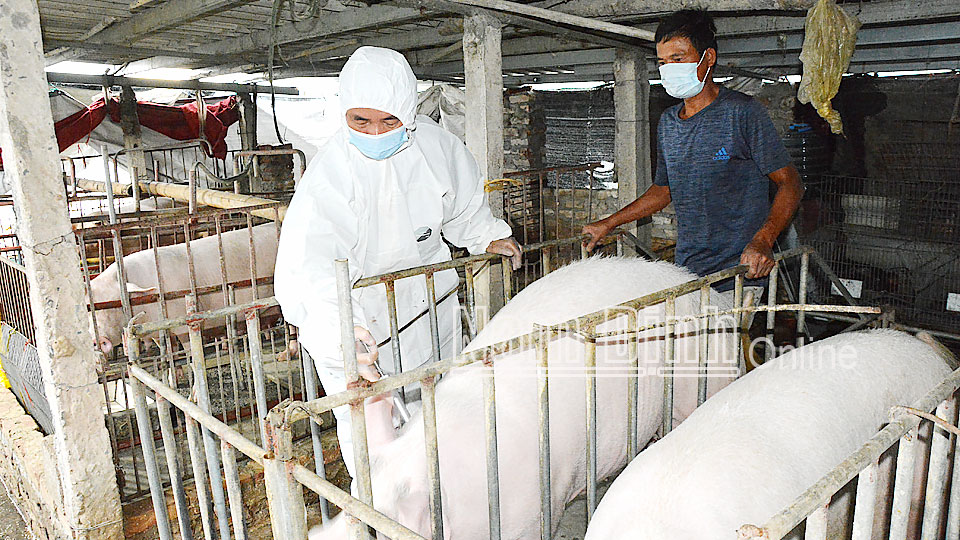 Trưởng thú y xã Thành Lợi (Vụ Bản) tiêm vắc-xin phòng bệnh cho đàn vật nuôi của trang trại anh Bùi Văn Hoàn, thôn Trại Nội.