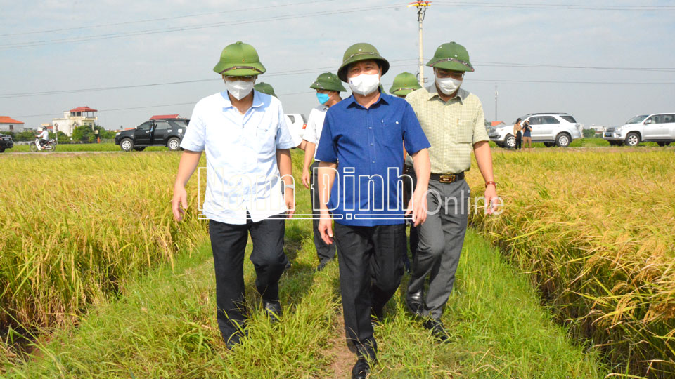 Thứ trưởng Bộ NN và PTNT Lê Quốc Doanh kiểm tra lúa mùa tại xã Việt Hùng (Trực Ninh).